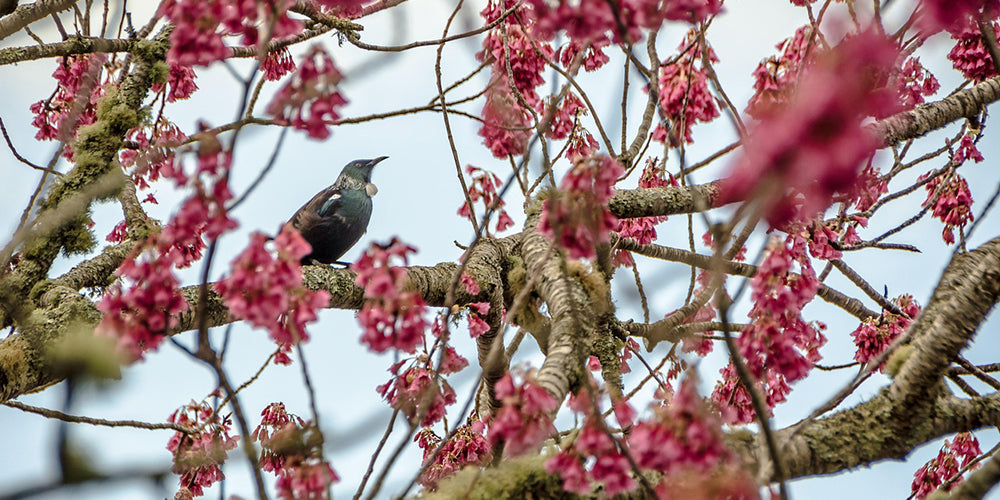 The Best Binoculars for Birdwatching in New Zealand