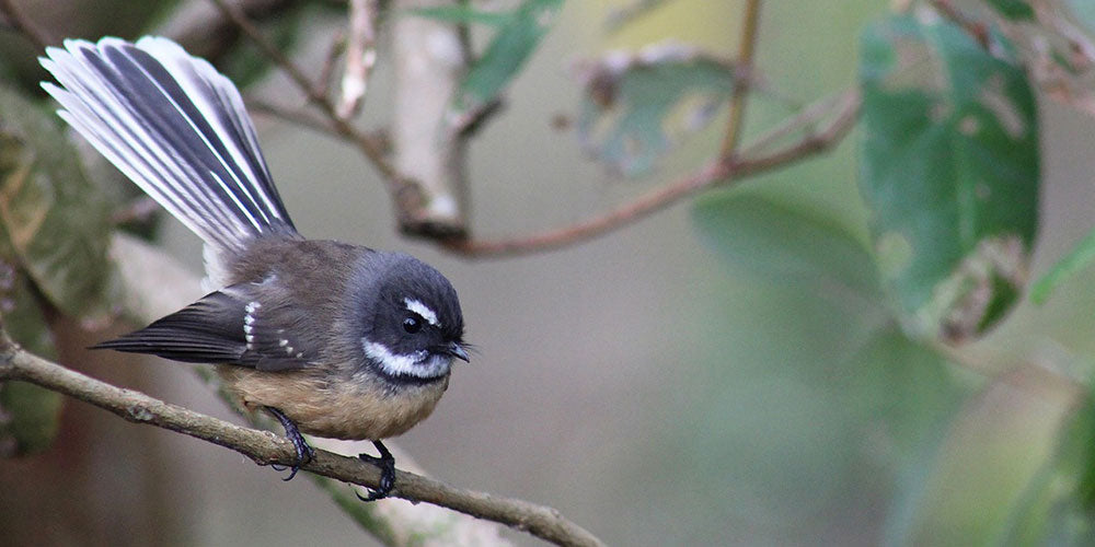 Winter Bird Watching in New Zealand: Choosing Binoculars That Actually Work